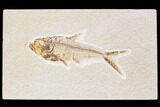Bargain, Diplomystus Fossil Fish - Wyoming #89142-1